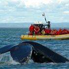 Whale watch Cruise in Zodiac - Tadoussac (2h30)