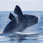 Whale Watching Cruise (Bay of Fundy)