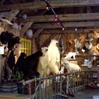 erablieredulacbeauportquebevactivitecabane