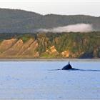 les-toursduvieuxquebecactivitetadoussacbale