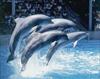 marinelandniagarafallsactivitydolphinsontari