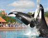 marinelandniagarafallsactivityorcashowontar