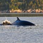 ferryforestvillerimouskiquebec3