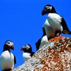 ferrygaspesiecotenordquebec1